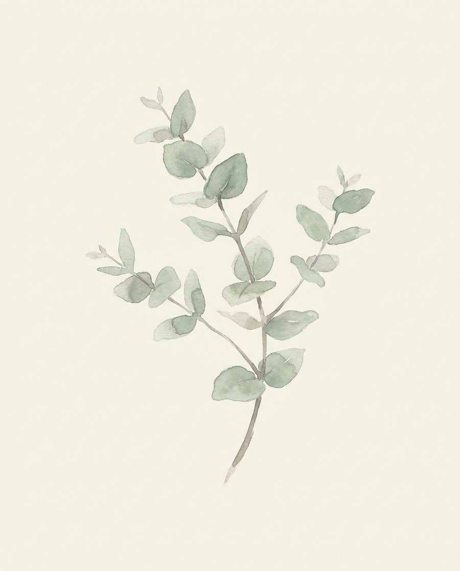 Eucalyptus, botanical print