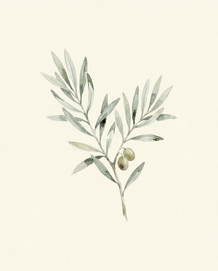 Olive branch, botanical print