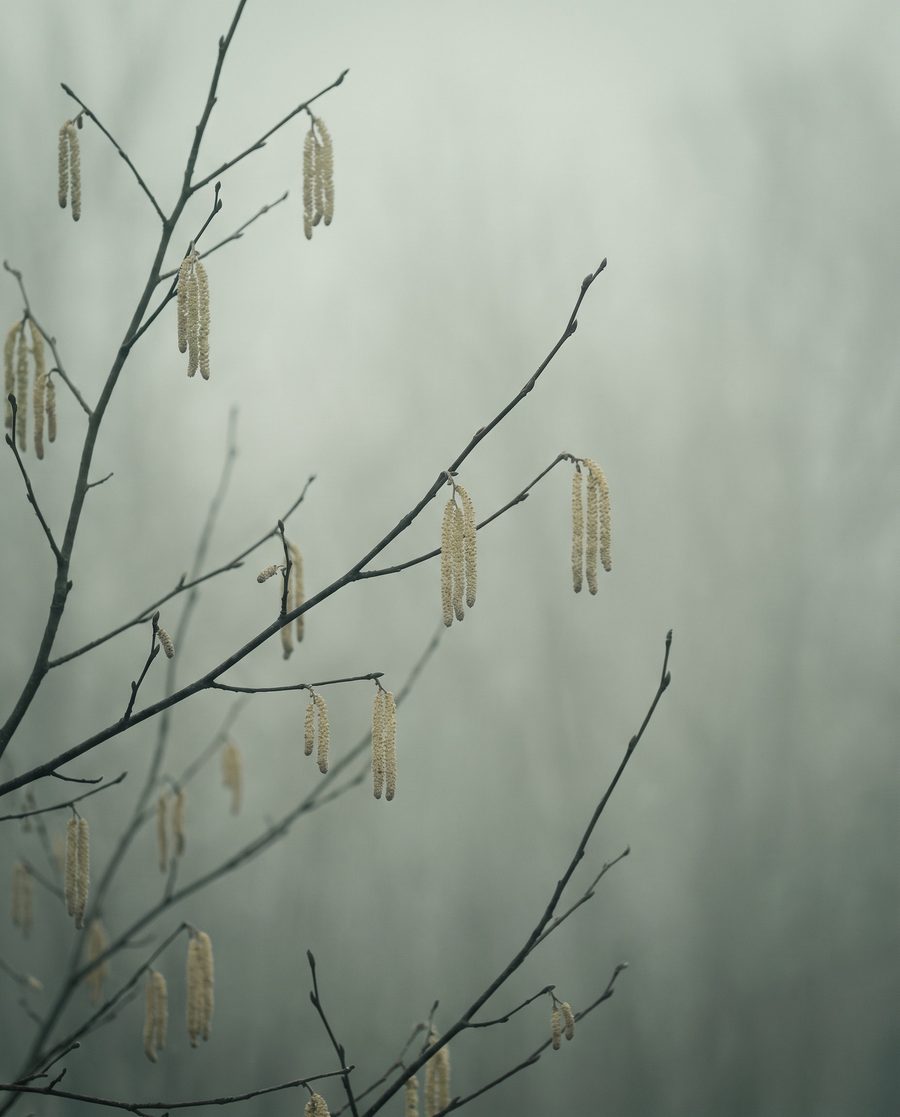 Hazel catkins, botanical print