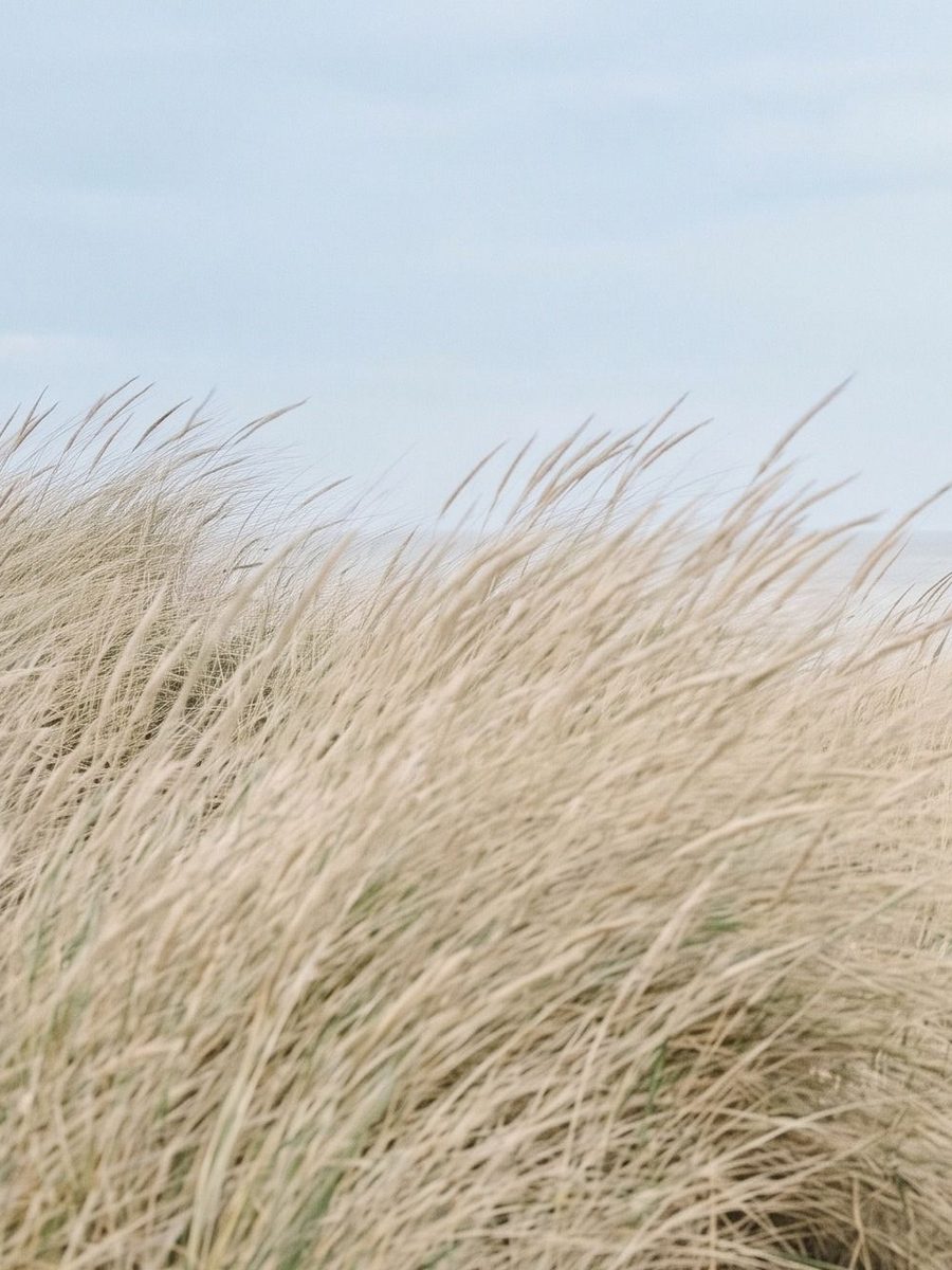 The dunes · left panel