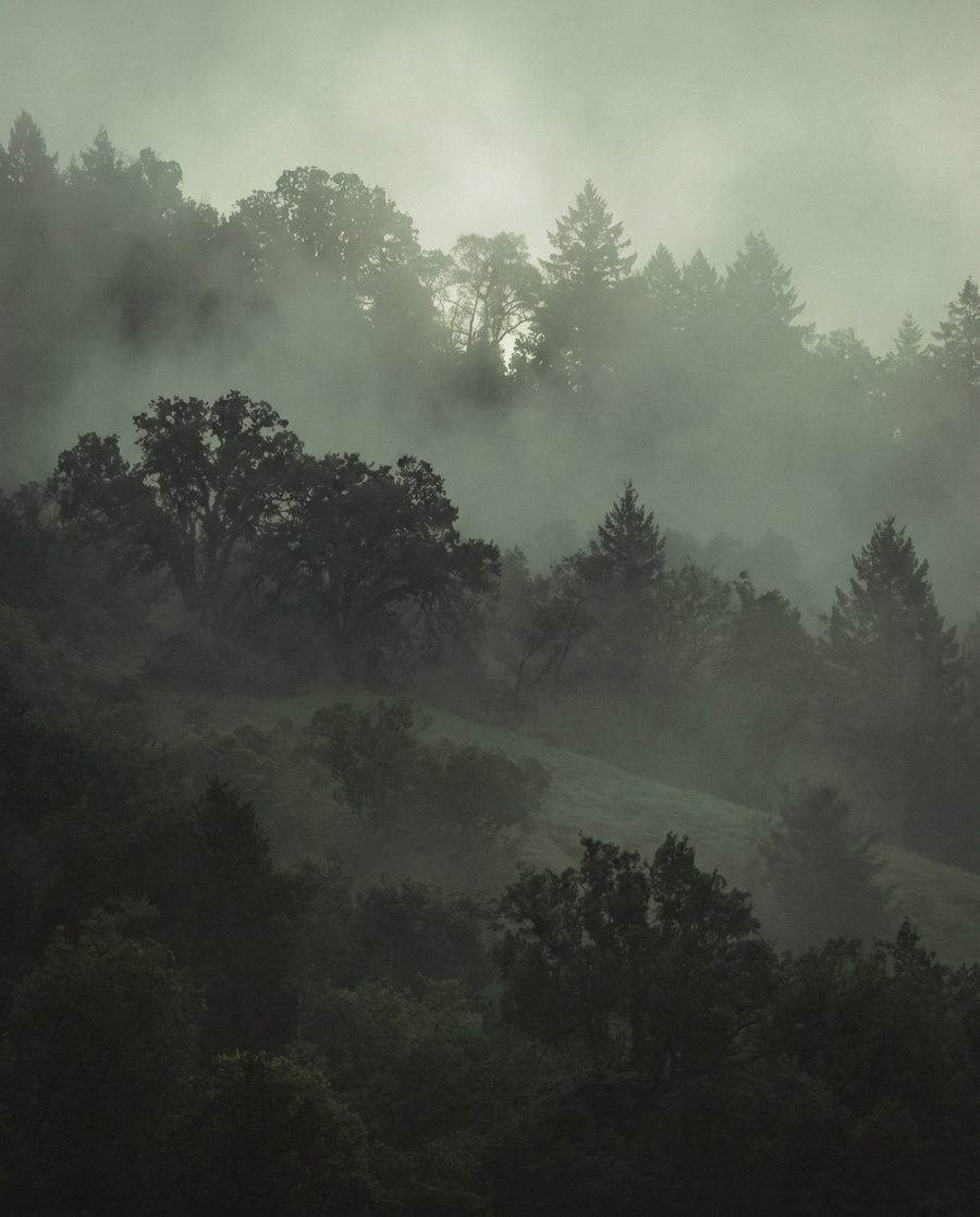 Misty forest, landscape print