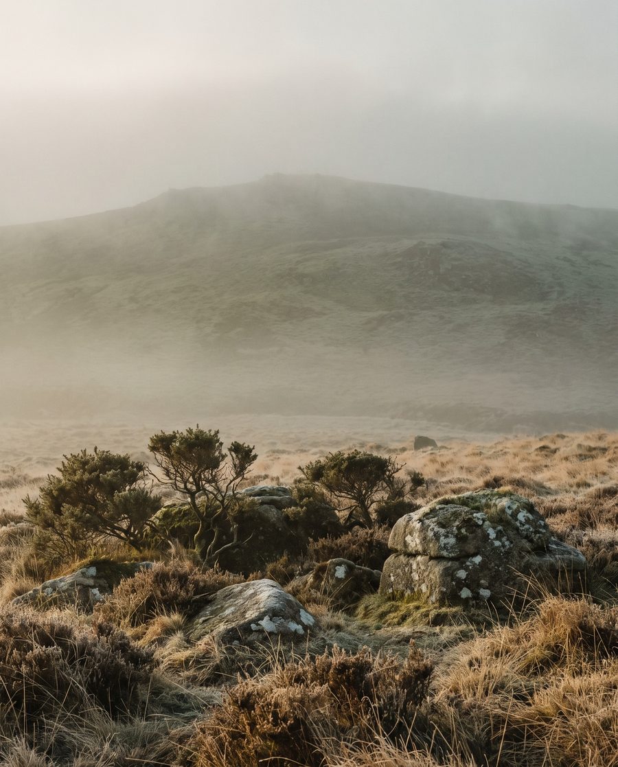 The golden moor, landscape print