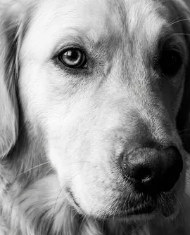 Example of a personalised black-and-white close-up dog portrait