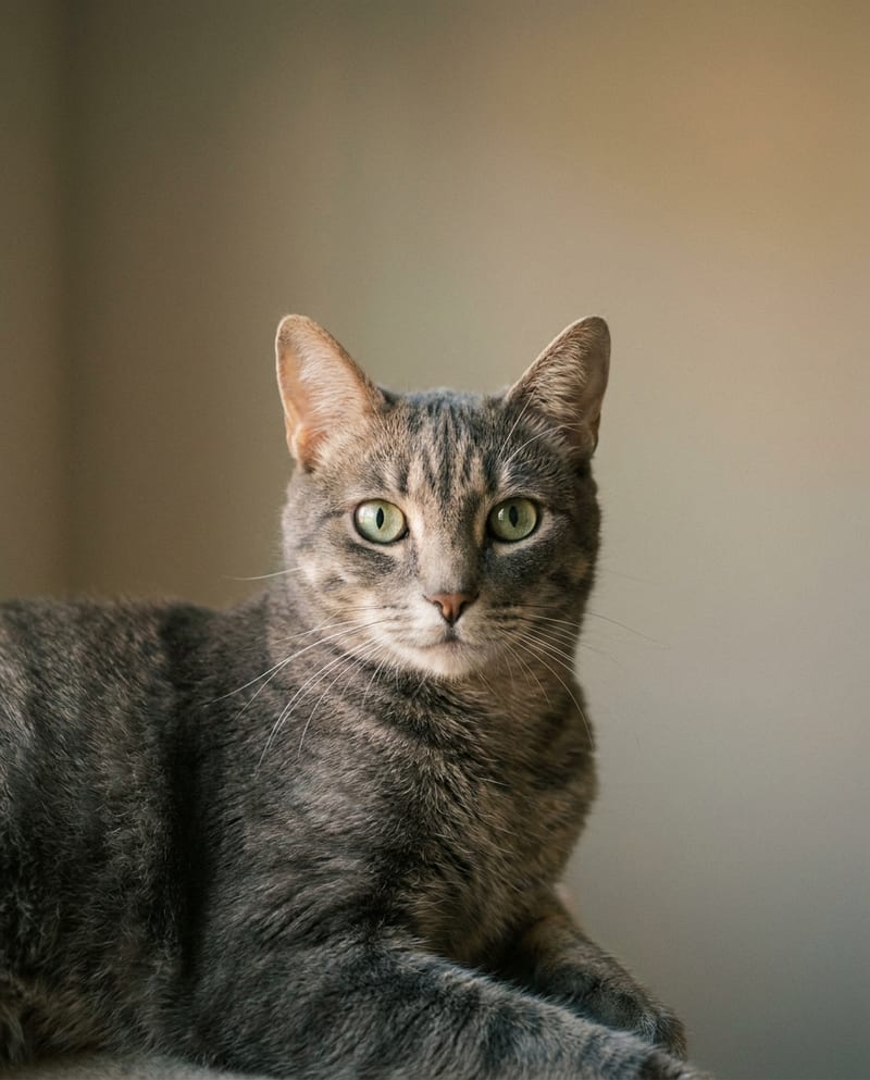 Tribute cat portrait: a grey tabby lying in the warm light of late afternoon, on a plain neutral background