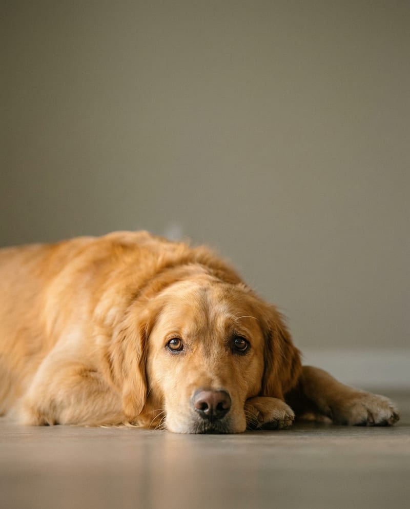 Tribute portrait of a dog who has died: a golden retriever lying in the warm light of late afternoon, neutral background